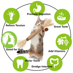 Indoor cat enjoying GREMBEB play for stress relief
