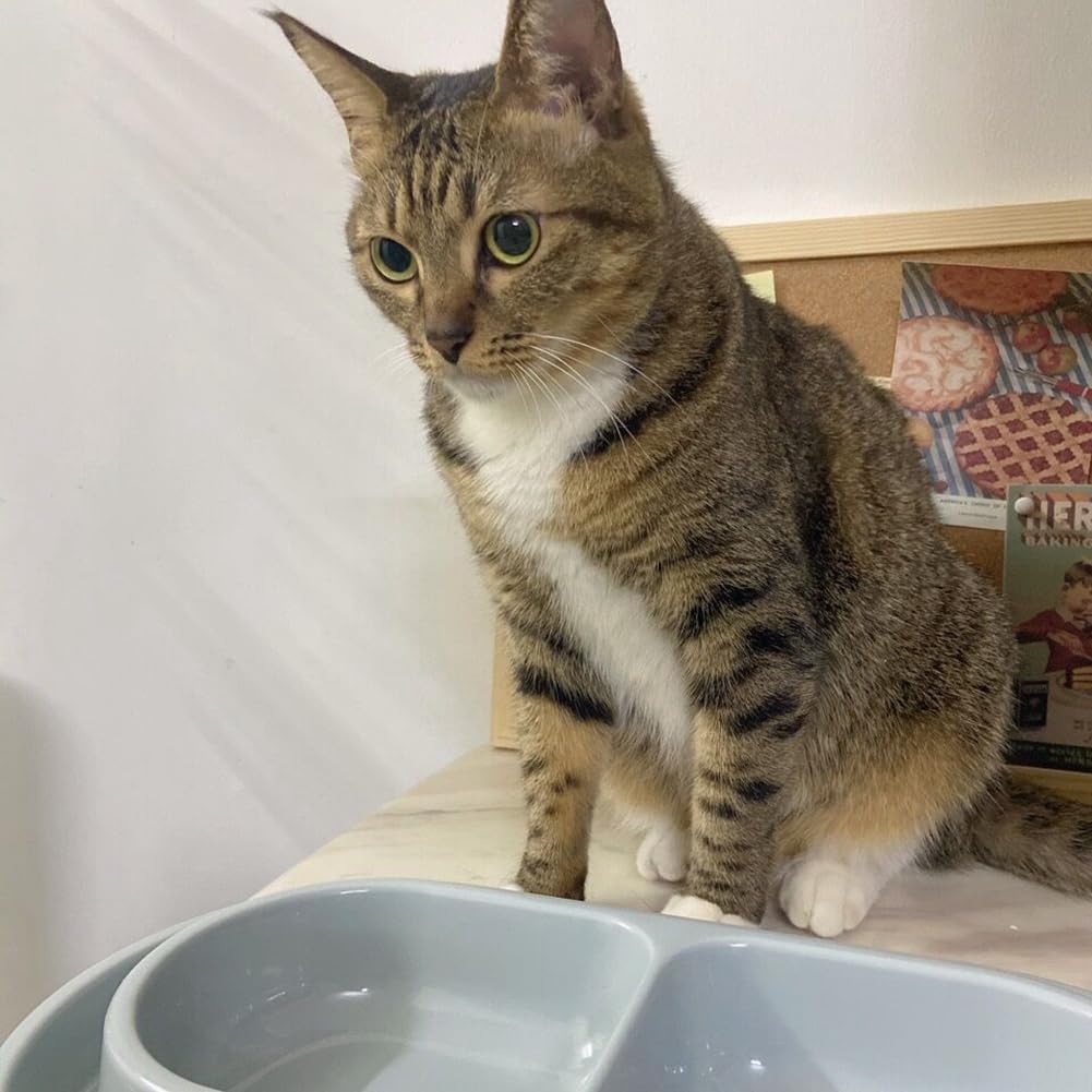 GRPET cat-kit-dish in-use setup supports quick, tidy meals