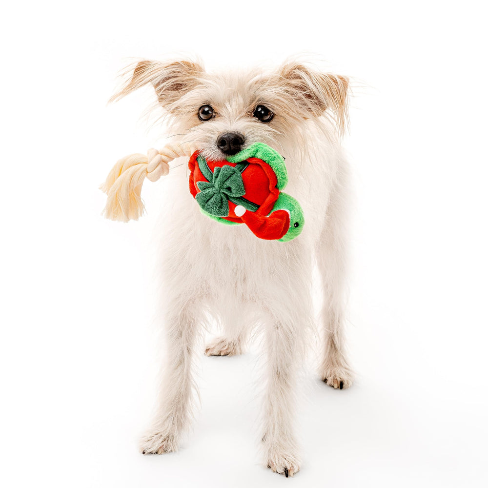 GRRREEN Winter bundle packaging image emphasizing eco-friendly materials for pets.