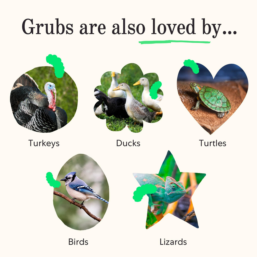 Healthy hens with bright feathers benefiting from Grubblies protein and amino acids