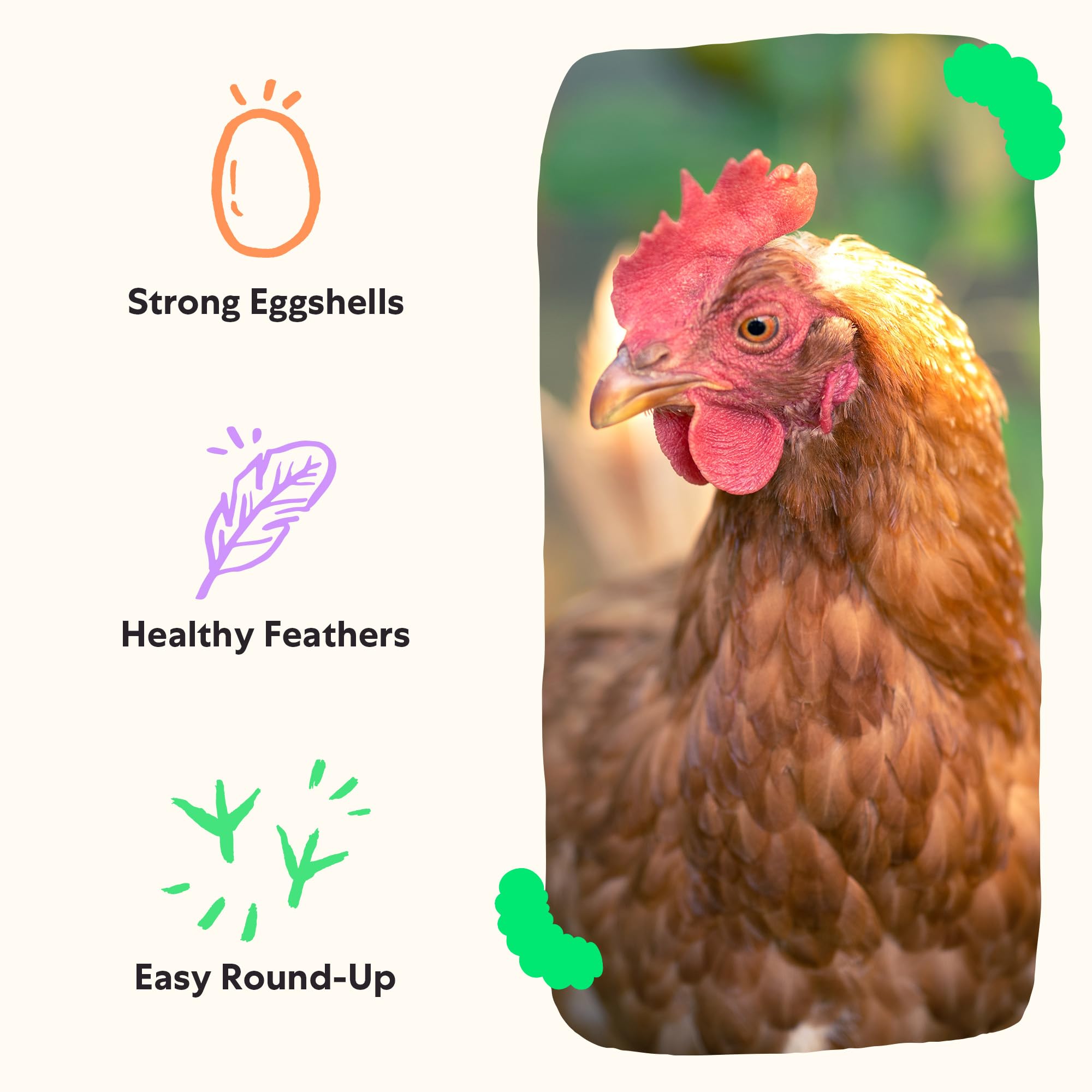 Chickens actively forage after scattering Grubblies.
