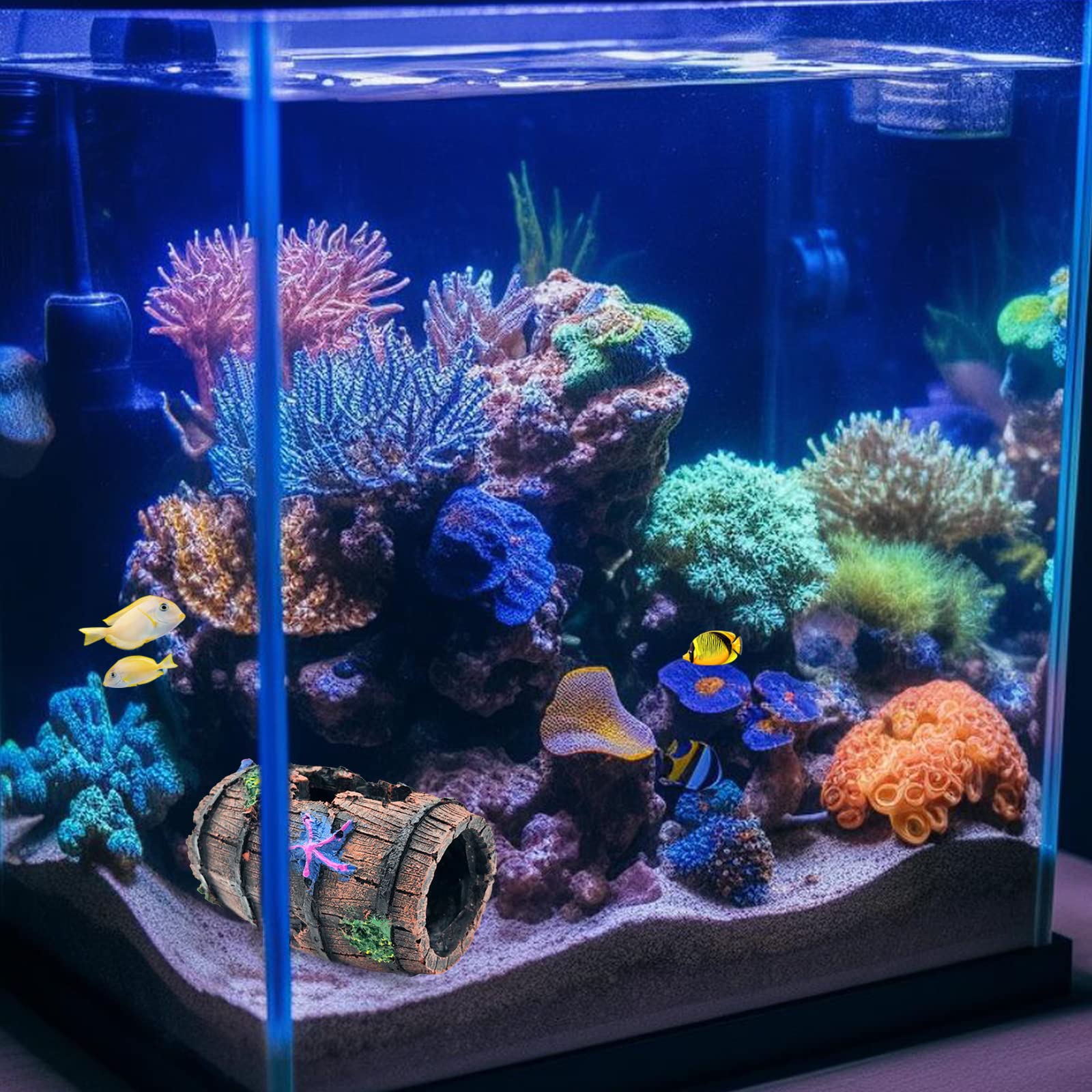 GSD betta tank setup shows easy arrangement with coral and plants.