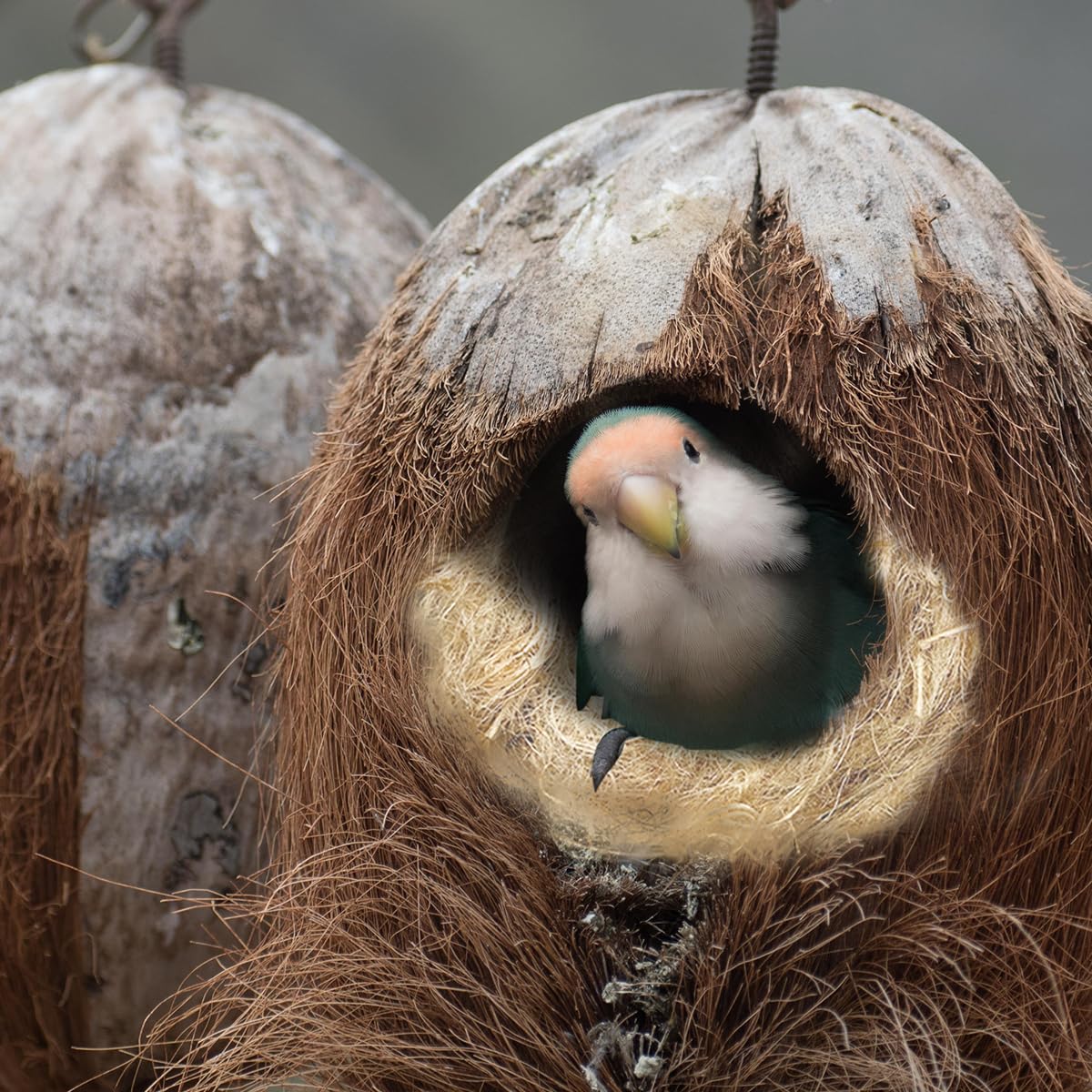 GSYUWIH parrot nesting materials use suited for various birds for safe nesting.