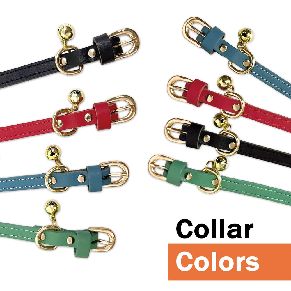 Guiding Star small-dog collar ready for walks and training.