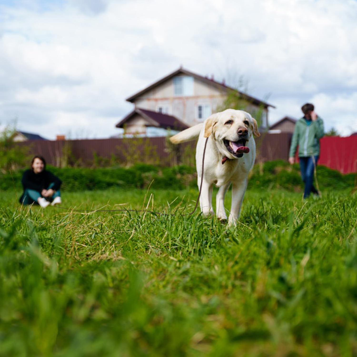 Guiding Star water-resistant leather leash withstands light rain for everyday walks.