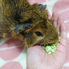 GuineaDad hand-feeding pea flakes reinforces bonding moments during pet care.