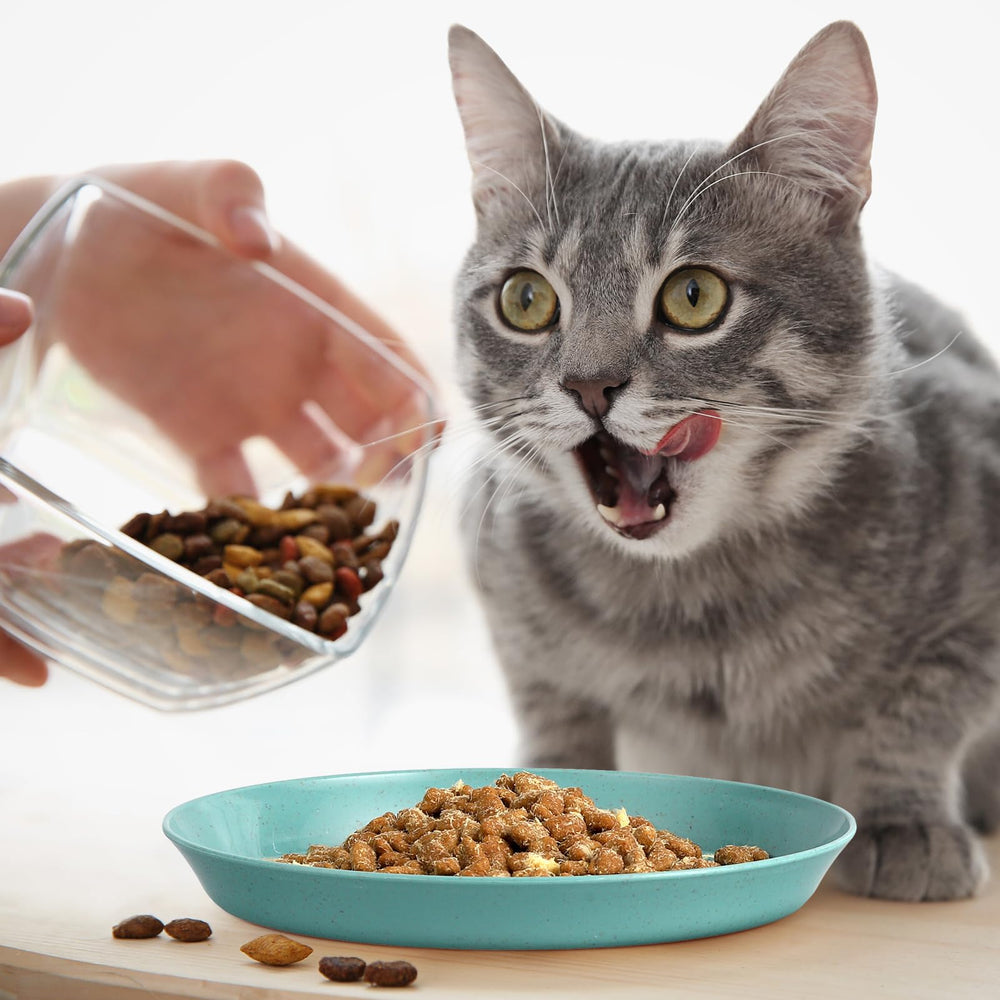 Guiqulai colorful 8-piece dish set provides color options for multi-pet households.