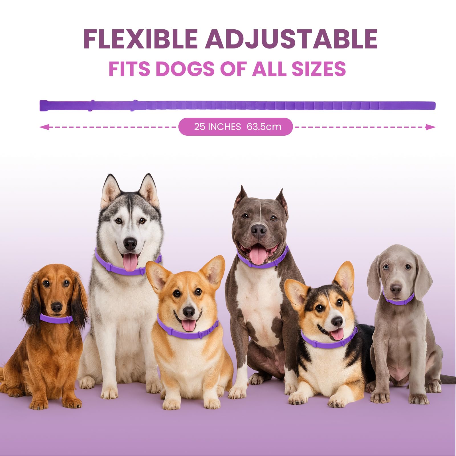Guowo collar purple brand-style highlights fashionable, calming aid for dogs.