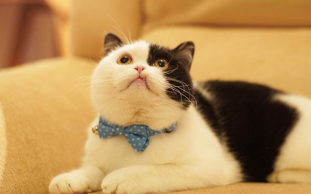 Gyapet cat collar light blue bell removable for easy locating indoors