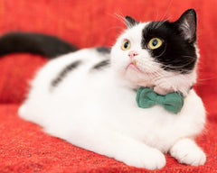Gyapet collar leopard pattern with fashion-forward look and adjustable fit