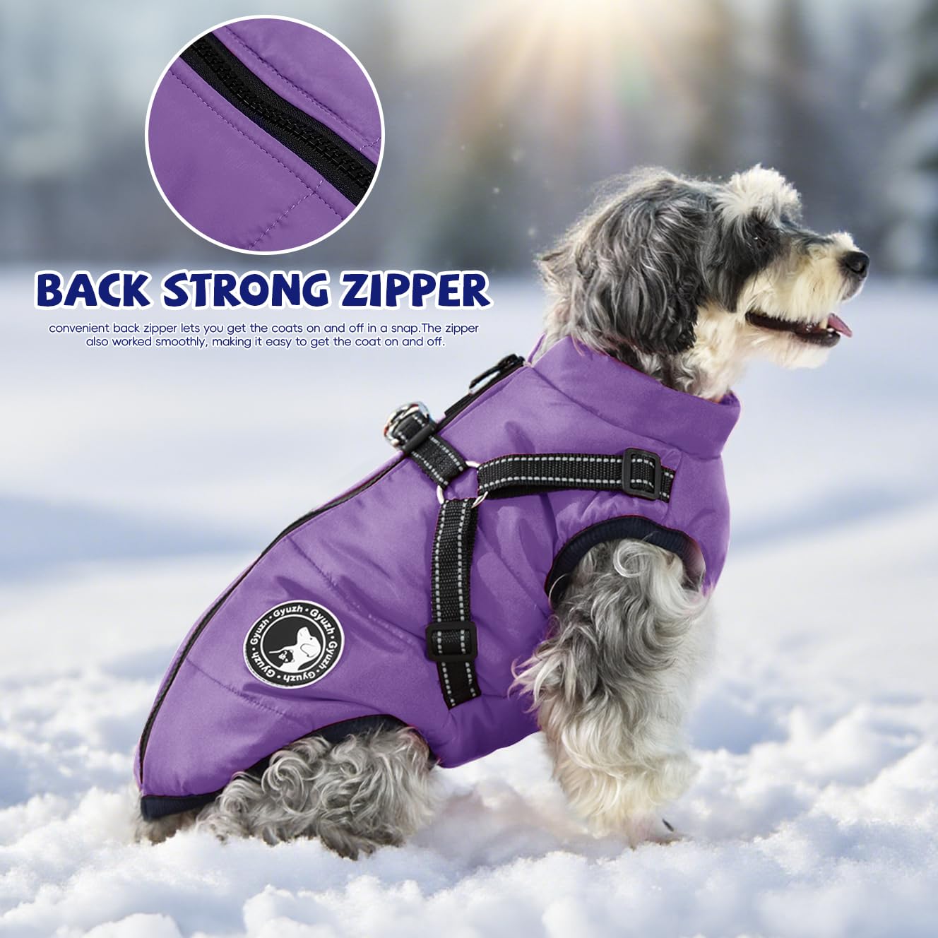 Gyuzh dog coat with harness outdoor walk shows weatherproof warmth in action.