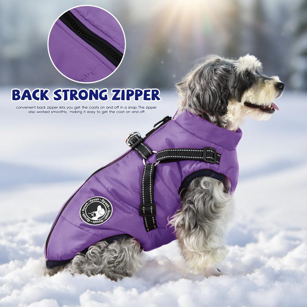 Gyuzh dog coat with harness outdoor walk shows weatherproof warmth in action.