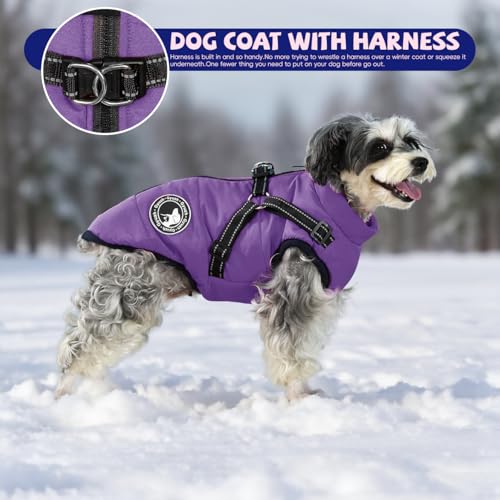 Gyuzh dog coat with harness on dog portrait demonstrates daily indoor outdoor wear.