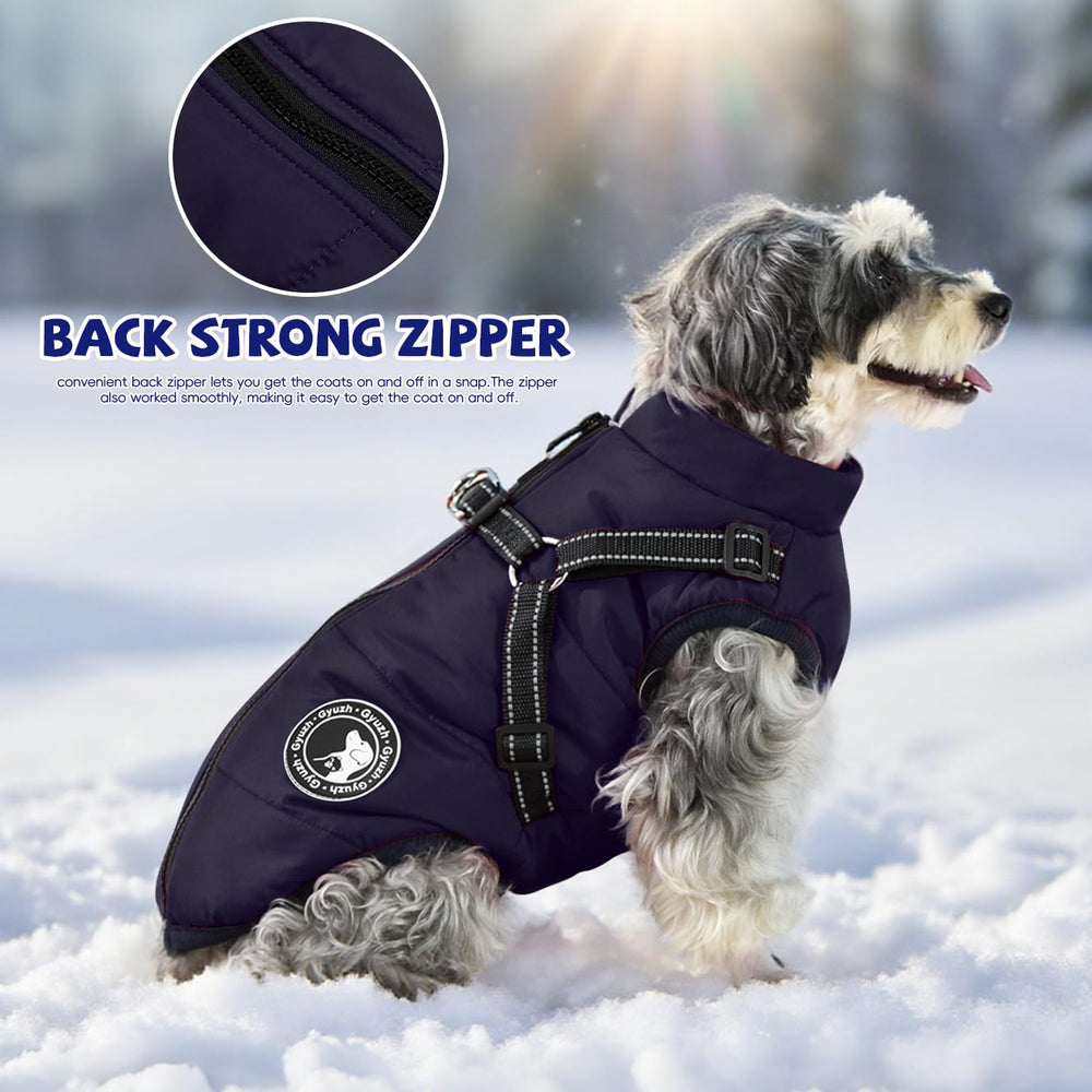 Gyuzh dog coat during leash walks protects from wind.