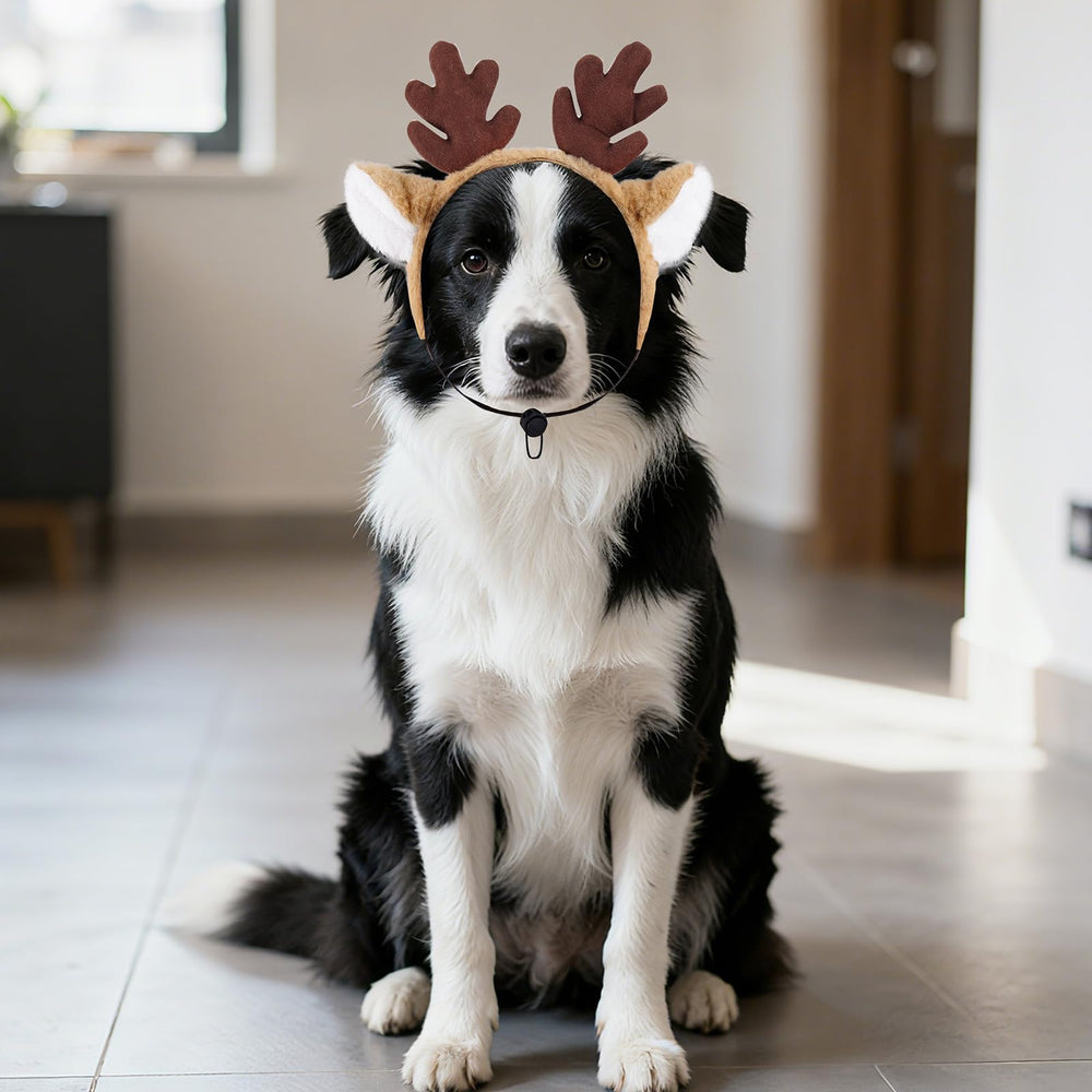 Haakong dog-reindeer-antlers-headband in-use worn during party or photo.