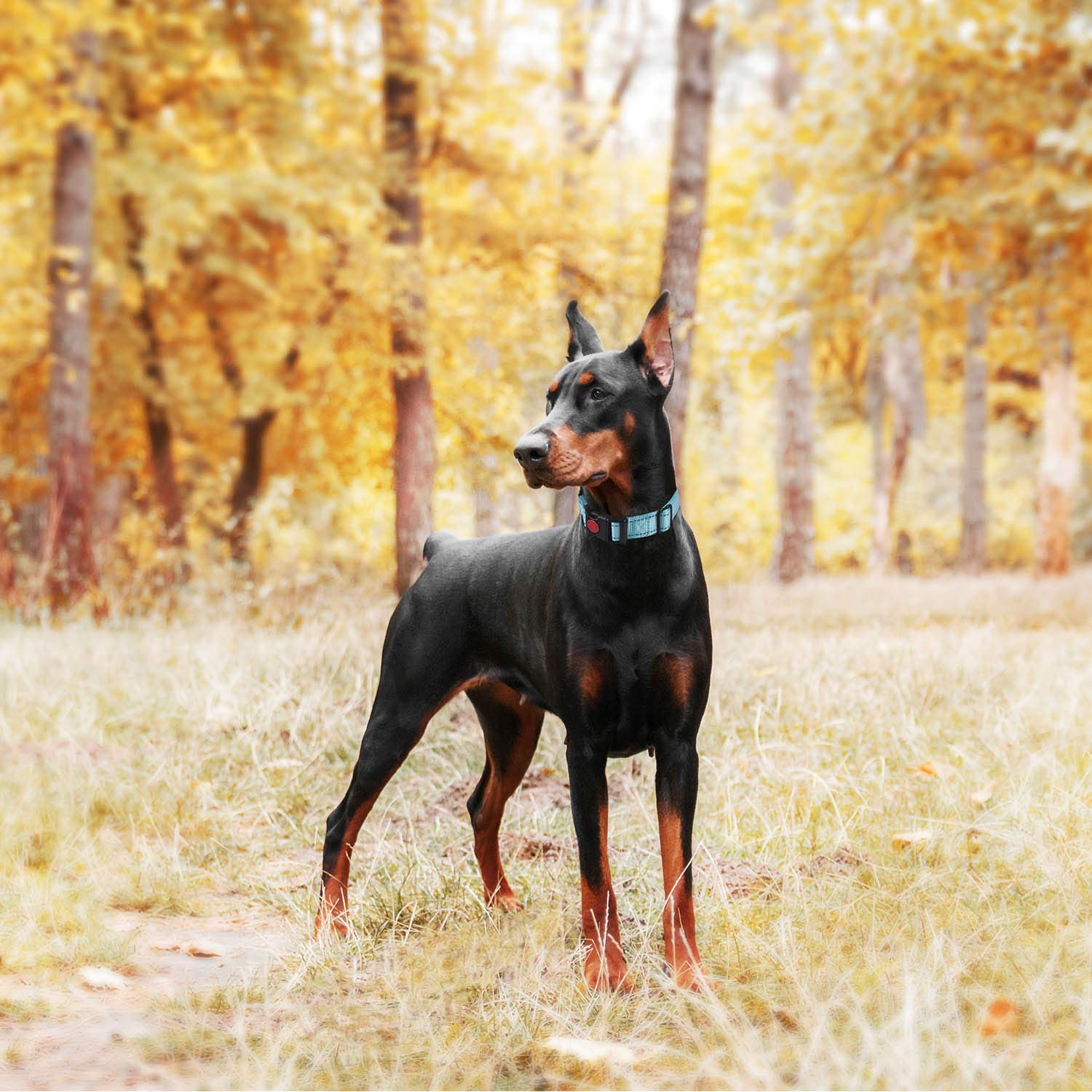 haapaw 2-pack training collars offer control during training sessions.