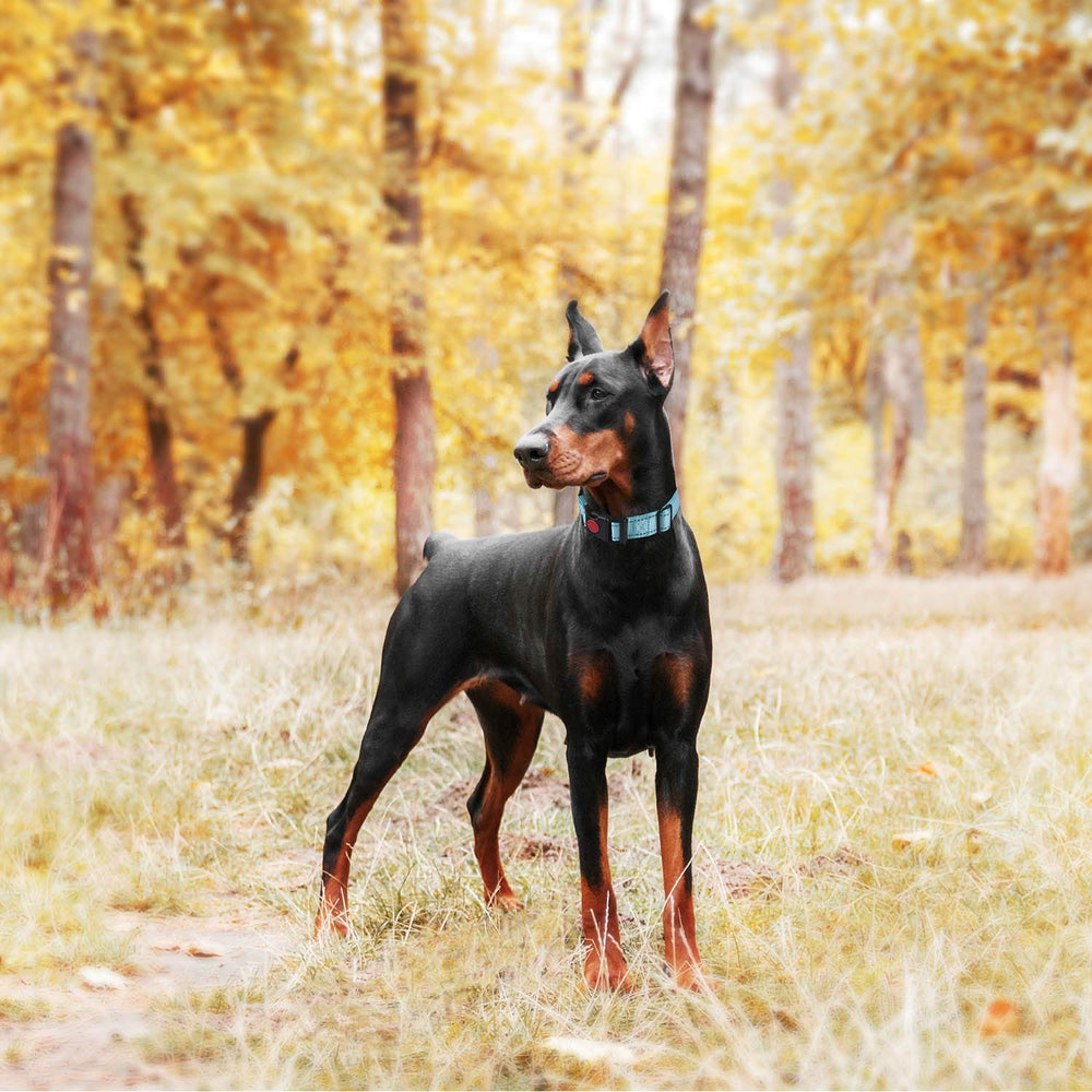haapaw 2-pack training collars offer control during training sessions.
