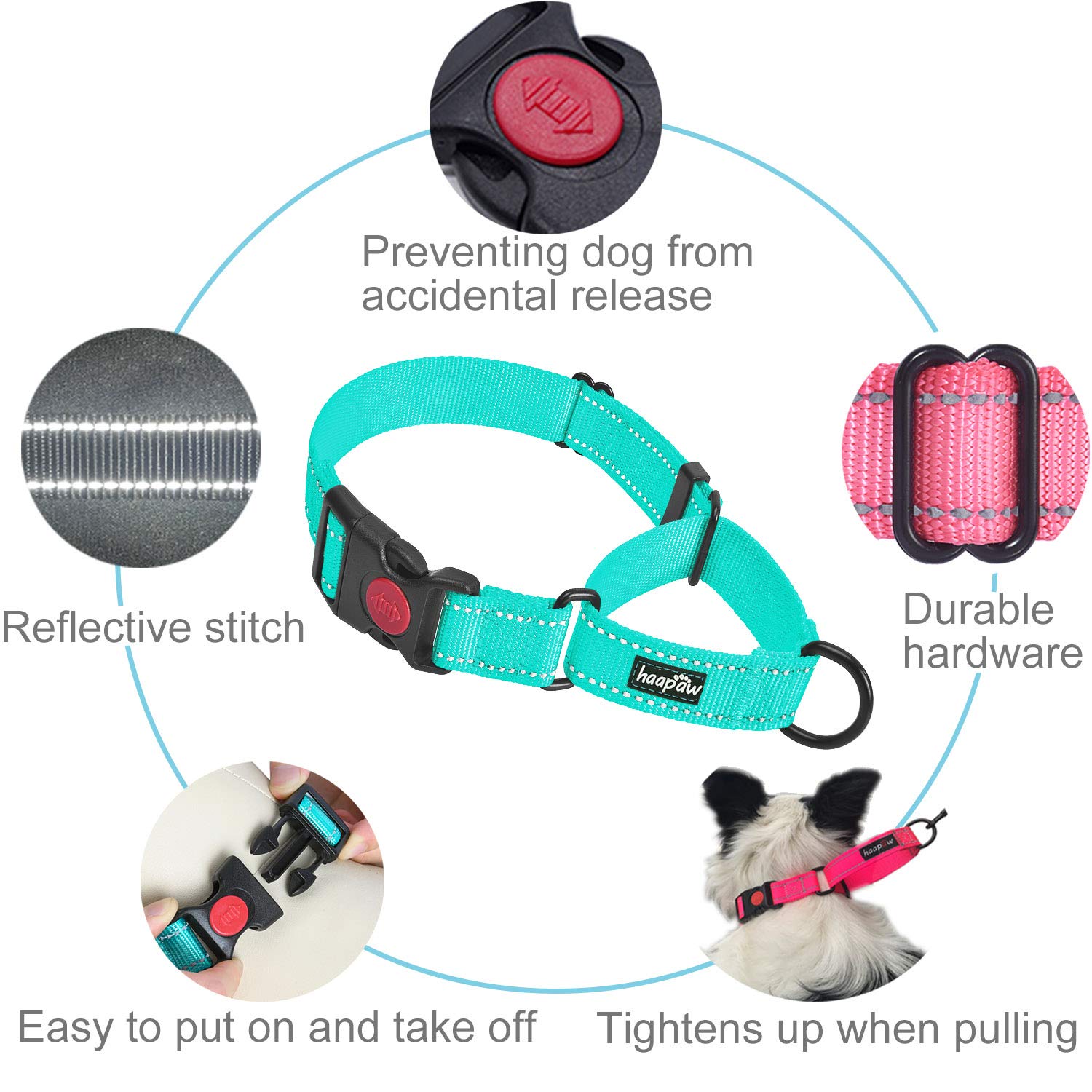 haapaw martingale collar reflective piping for safer night walks.