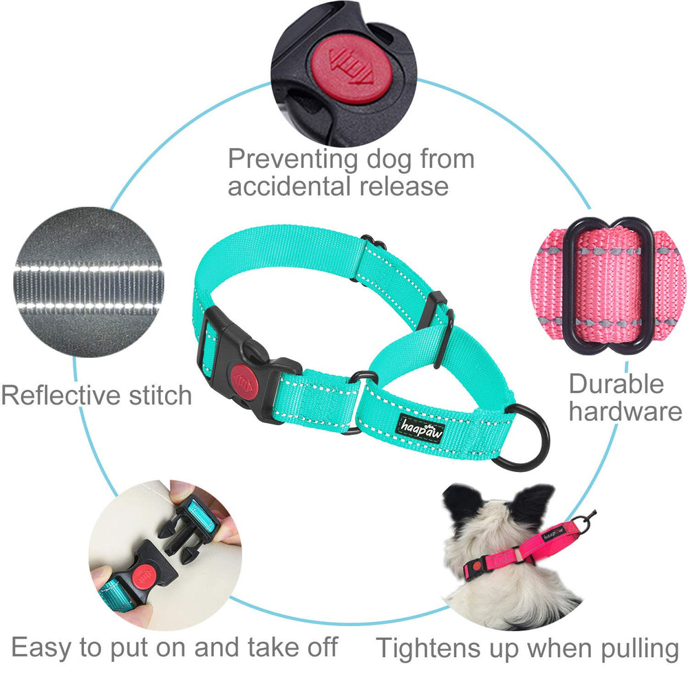 haapaw martingale collar reflective piping for safer night walks.