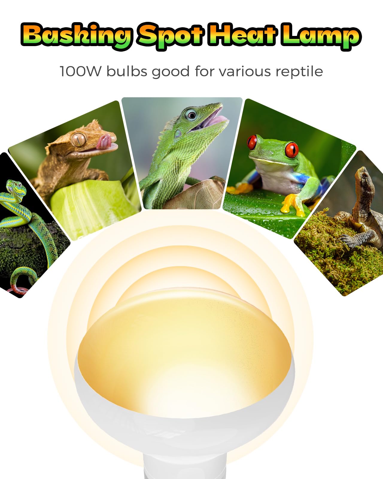 Haceryc reptile heat lamp basking area image shows inviting warm spot for daily activity