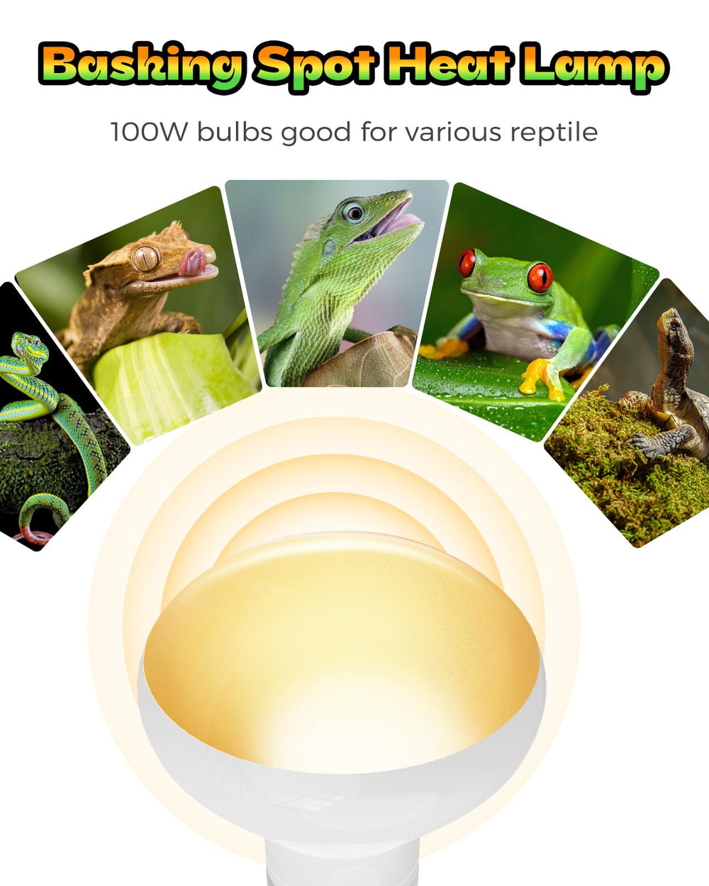 Haceryc reptile heat lamp basking area image shows inviting warm spot for daily activity