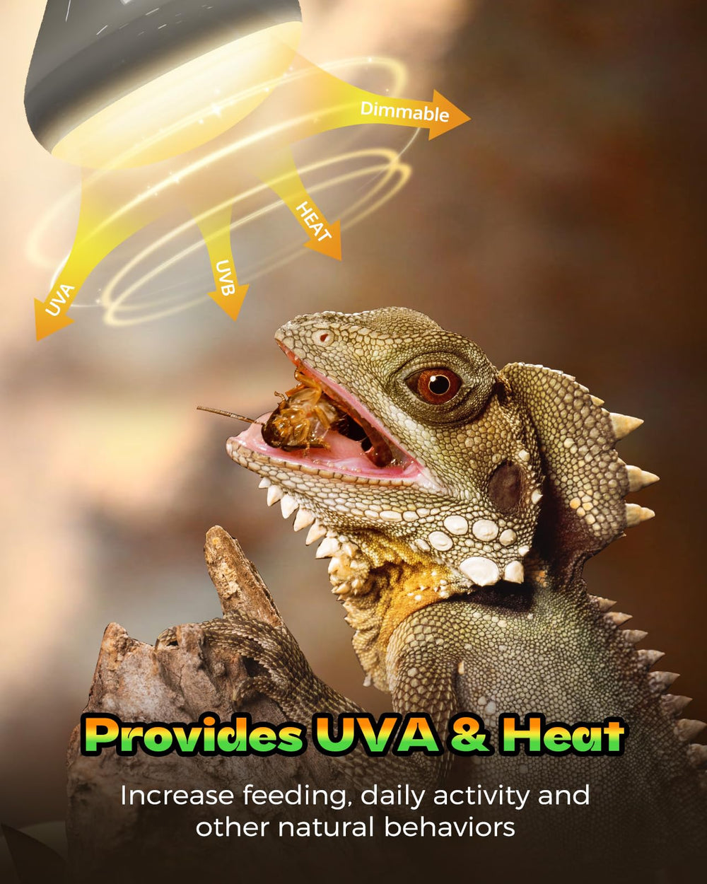 Haceryc reptile heat lamp sunrise spectrum demonstrates UV-assisted vitality and behavior