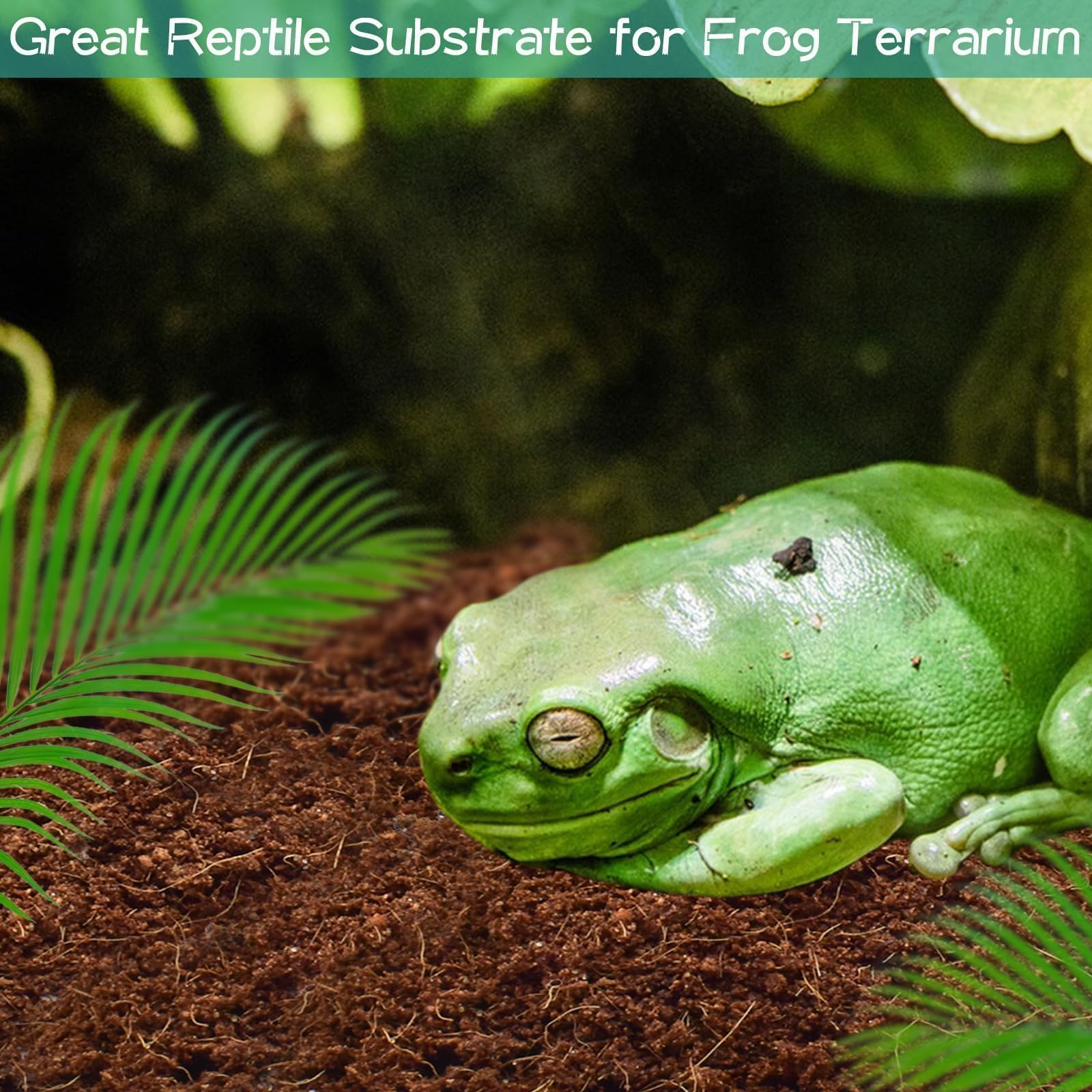 Halatool coconut fiber substrate in tank ready for burrowing reptiles