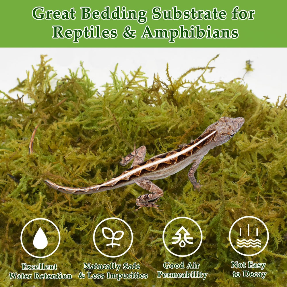 Halatool green moss used for terrarium plants adding natural moisture.