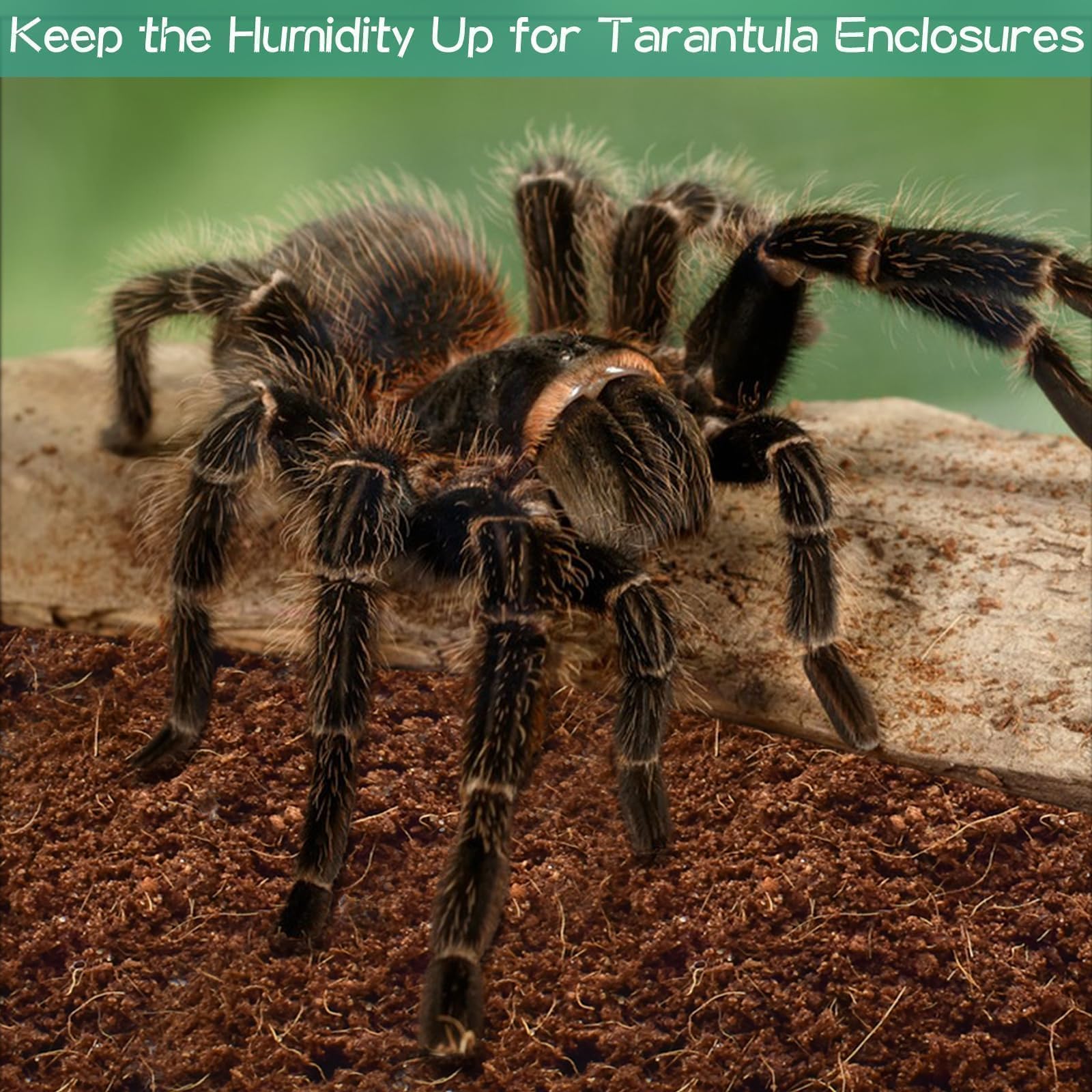 Halatool leopard gecko habitat substrate promotes comfortable shedding and natural burrowing