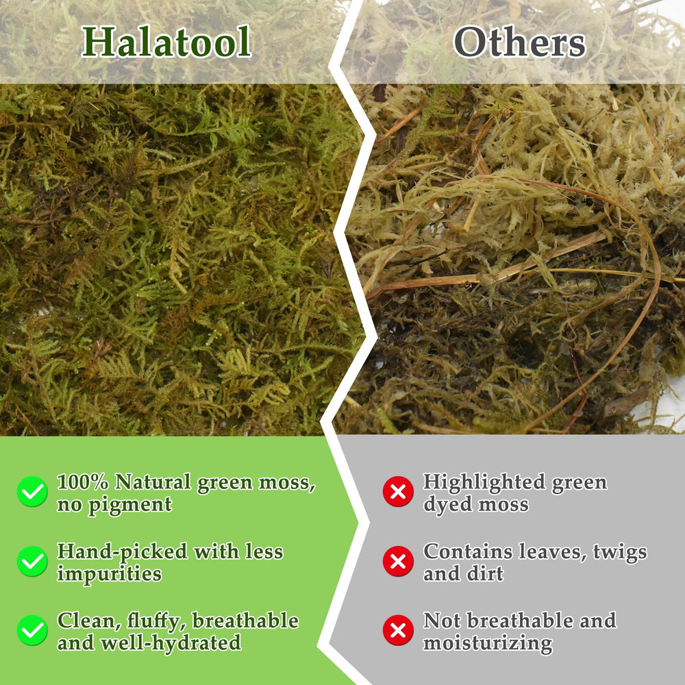 Halatool leopard gecko setup moss bed supports hydration and comfortable retreat.