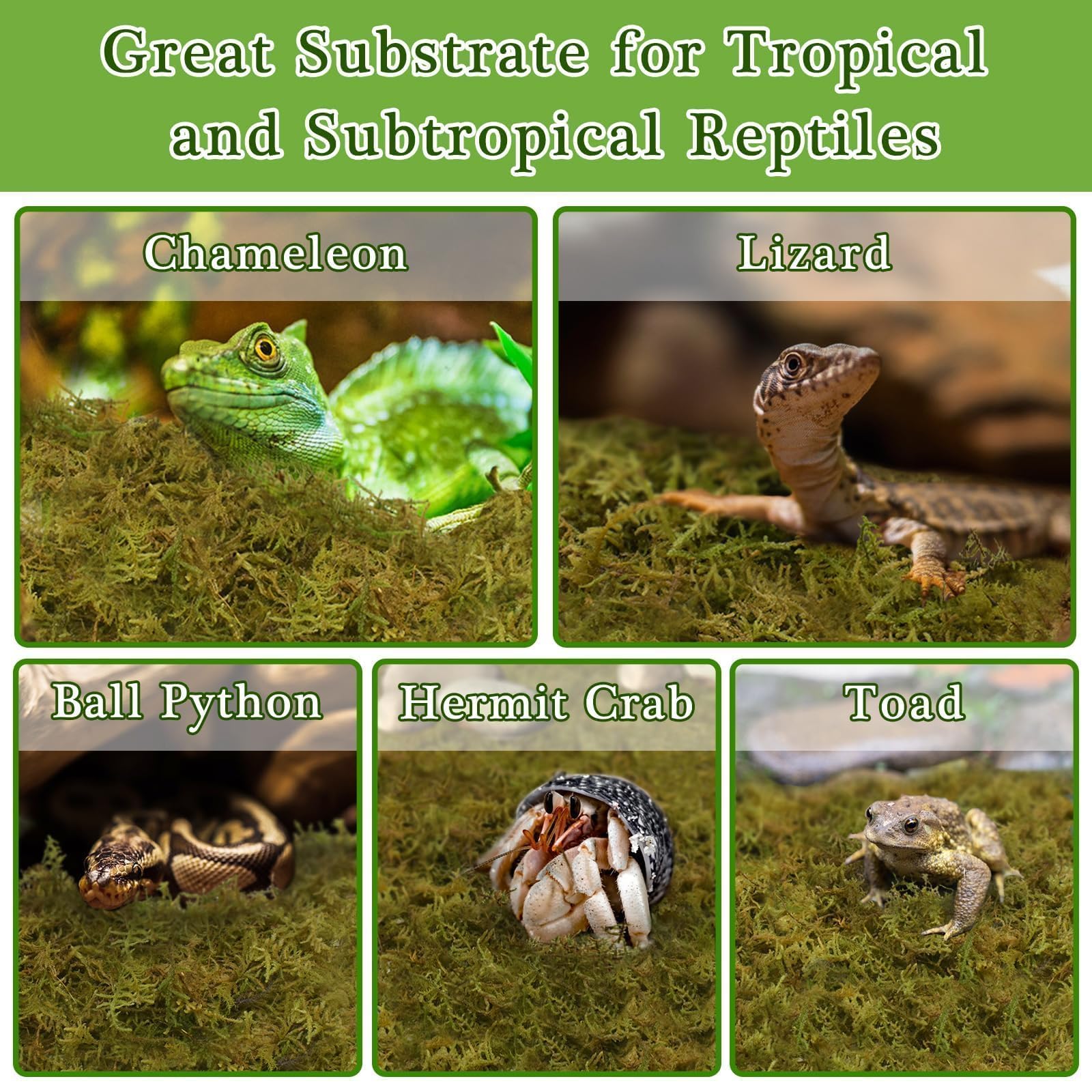 Halatool soft moss ideal for lizards' moist enclosures.