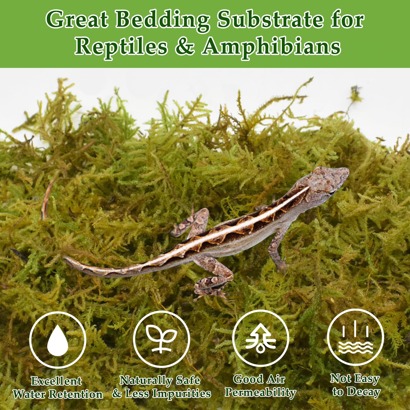 Halatool moss expanded after soak forms plush reptile bedding and moisture layer.
