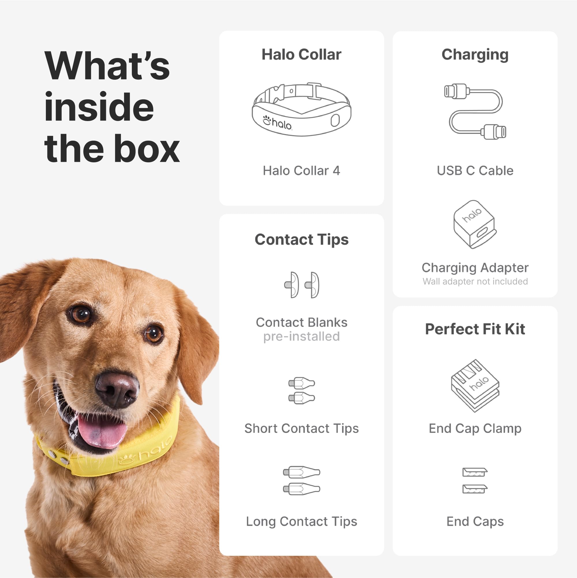 Halo Collar 4 waterproof durability showcased during rainy walks or swims.