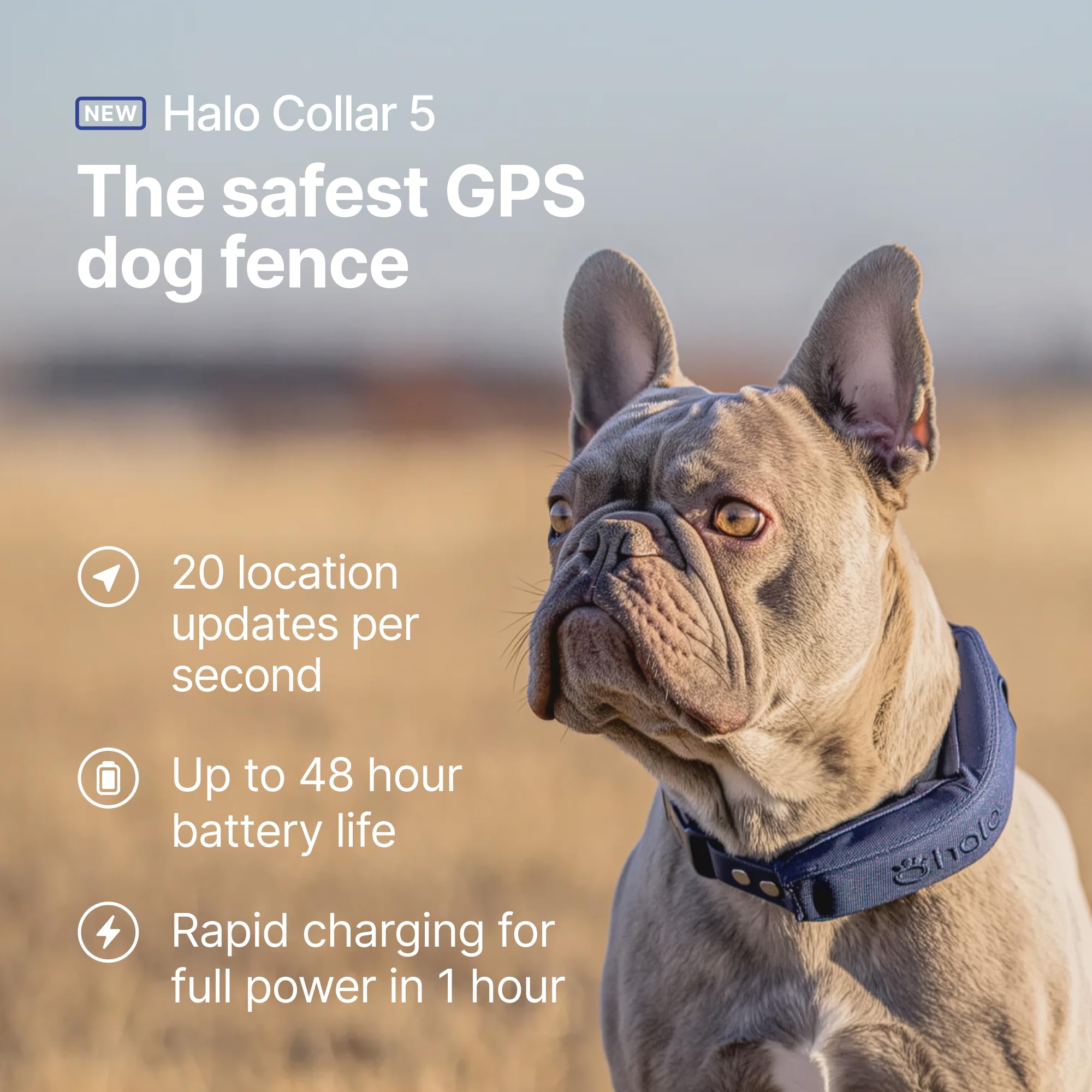 Halo Collar 5 boundaries in app visualize your dog's safe zones and alert you to exits.