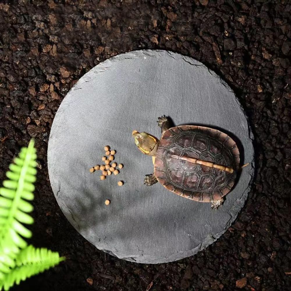 HALONTIN reptile food dish on platform for easy feeding and multi-use.