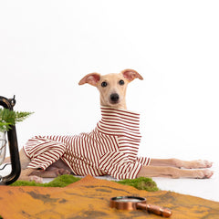 Haloumoning dog sweater pullover elastic underbelly eases on-off during outings