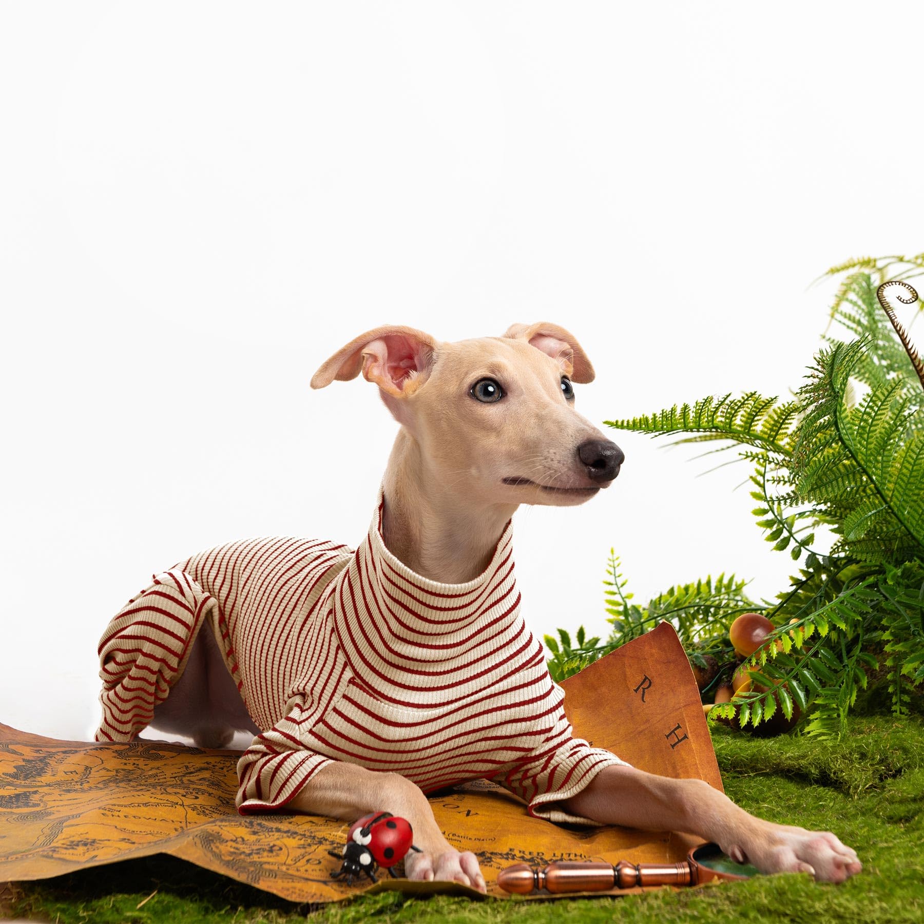 Haloumoning dog sweater sizes collection shows six options for breeds
