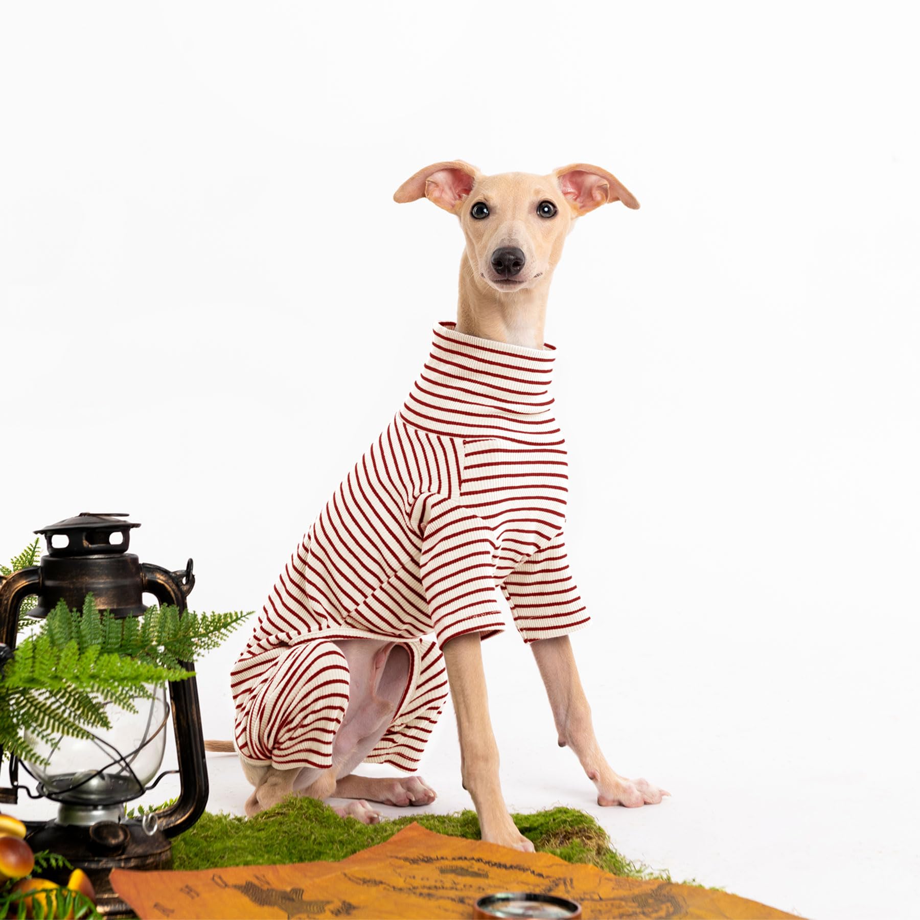 Haloumoning dog sweater stripe color block while walking showcases festive style for photos