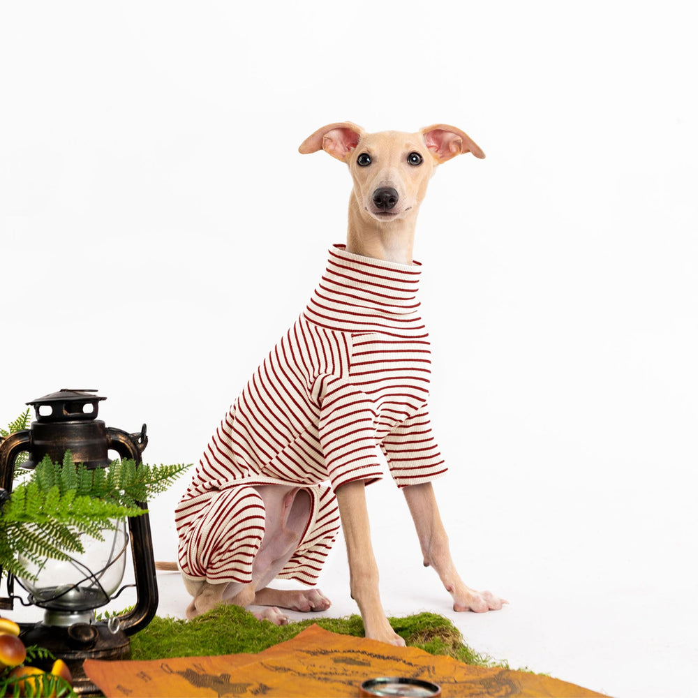 Haloumoning dog sweater stripe color block while walking showcases festive style for photos