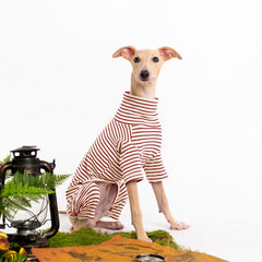 Haloumoning dog sweater stripe color block while walking showcases festive style for photos