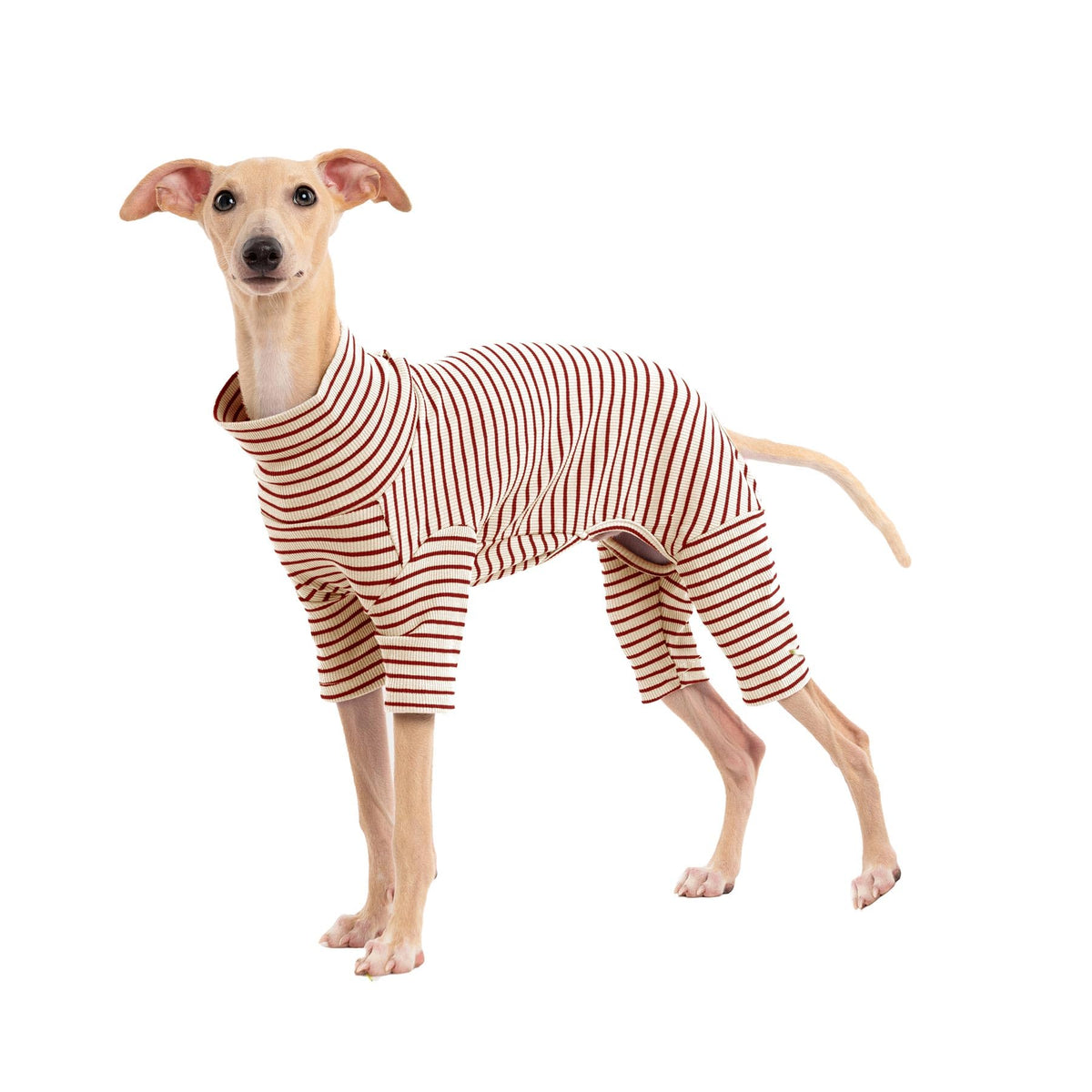 Haloumoning dog sweater striped front view highlights cozy warmth for winter walks