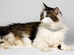 Halukakah cat collar with bell closeup emphasizes safe, charming accessory for playful cats.