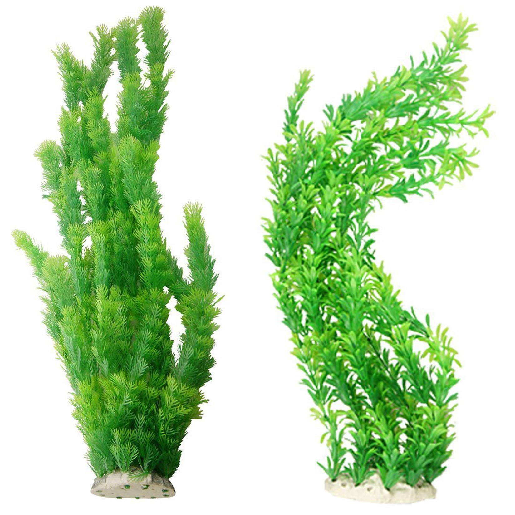 Hamiledyi aquarium plants with bright green leaves for a vibrant maintenance-free tank focal point.