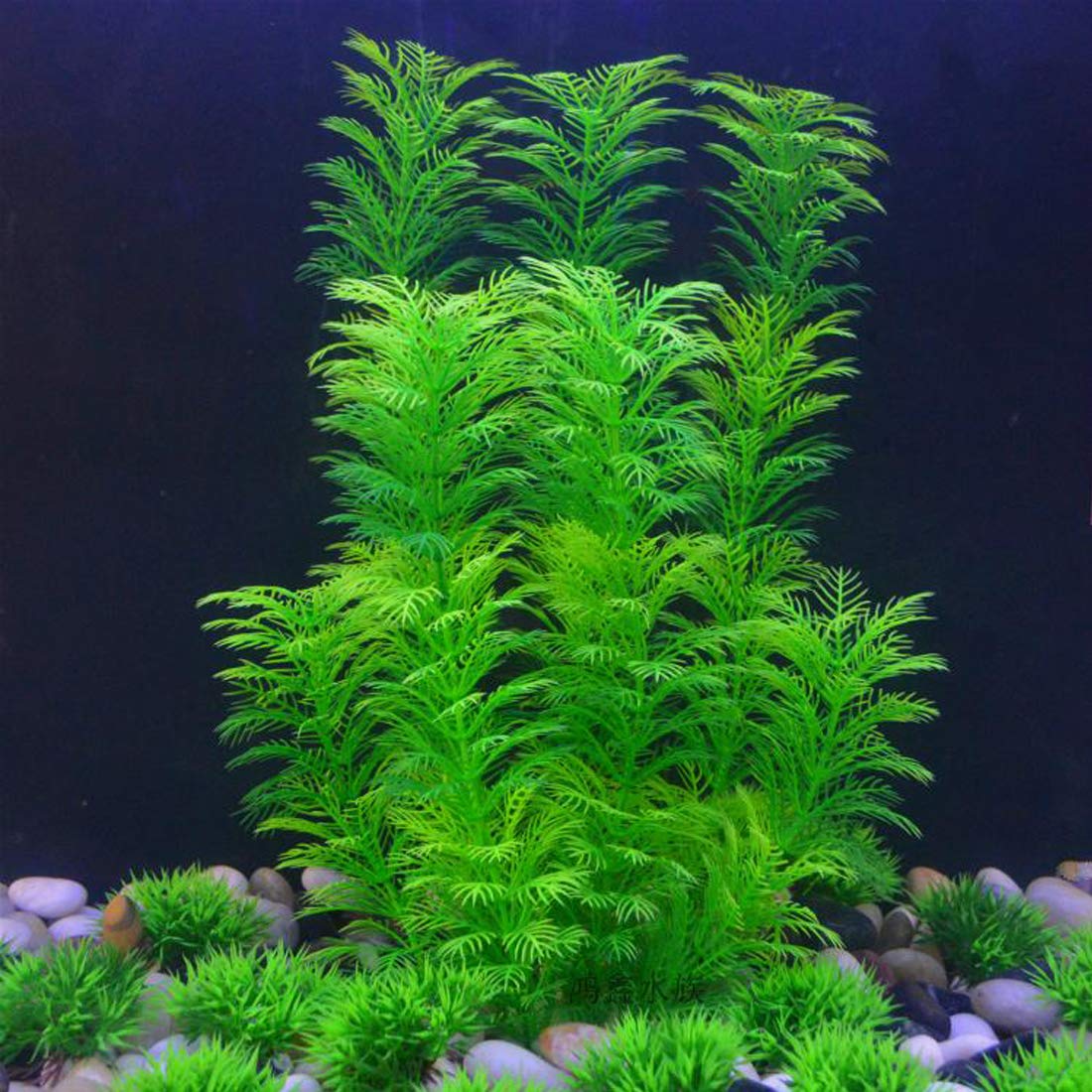 Hamiledyi soft silky leaves cushion fish fins while brightening the underwater landscape.