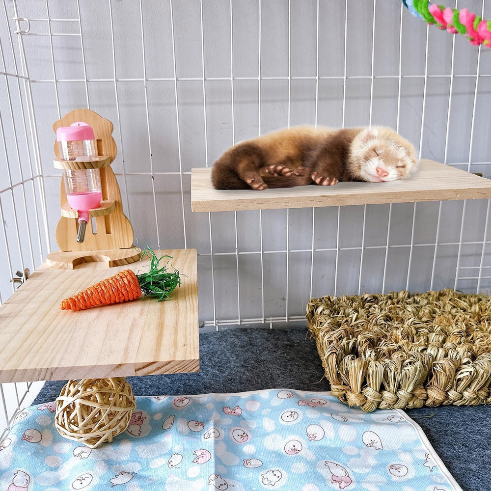 Hamiledyi chinchilla lounging on platform highlights comfort and space.