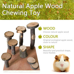 Hamiledyi dwarf hamster play area - climbing routes and mental stimulation in one setup.
