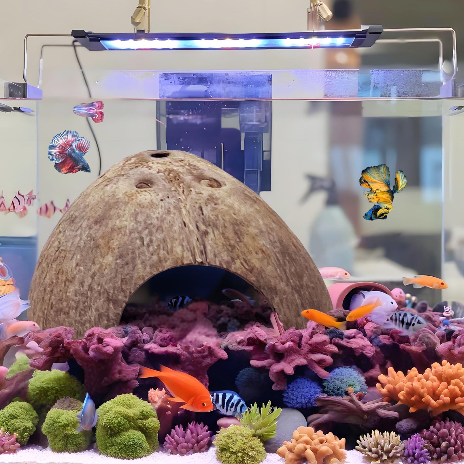 Hamiledyi leopard gecko tank setup featuring coconut huts for secure daytime retreats.