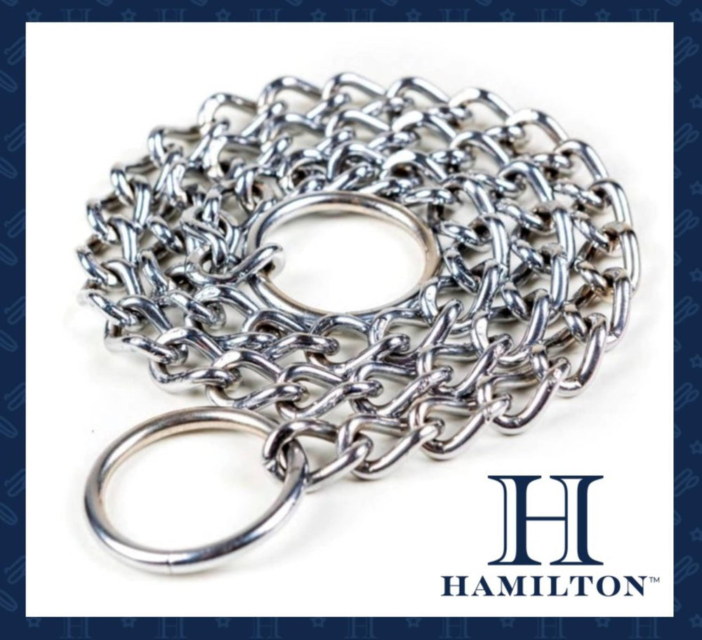 Hamilton choke chain training setup demonstrates controlled walking in everyday scenarios.