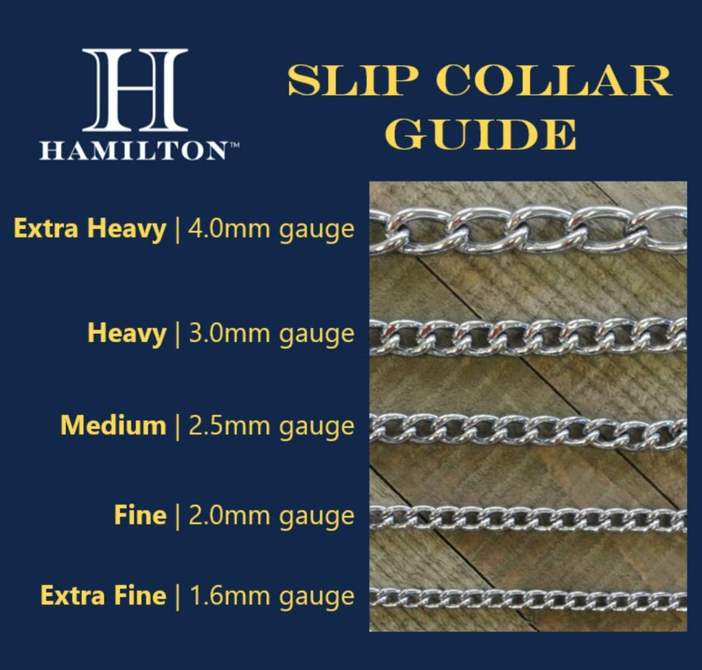 Hamilton metal slip-link collar on dog posing illustrates comfortable fit during training.