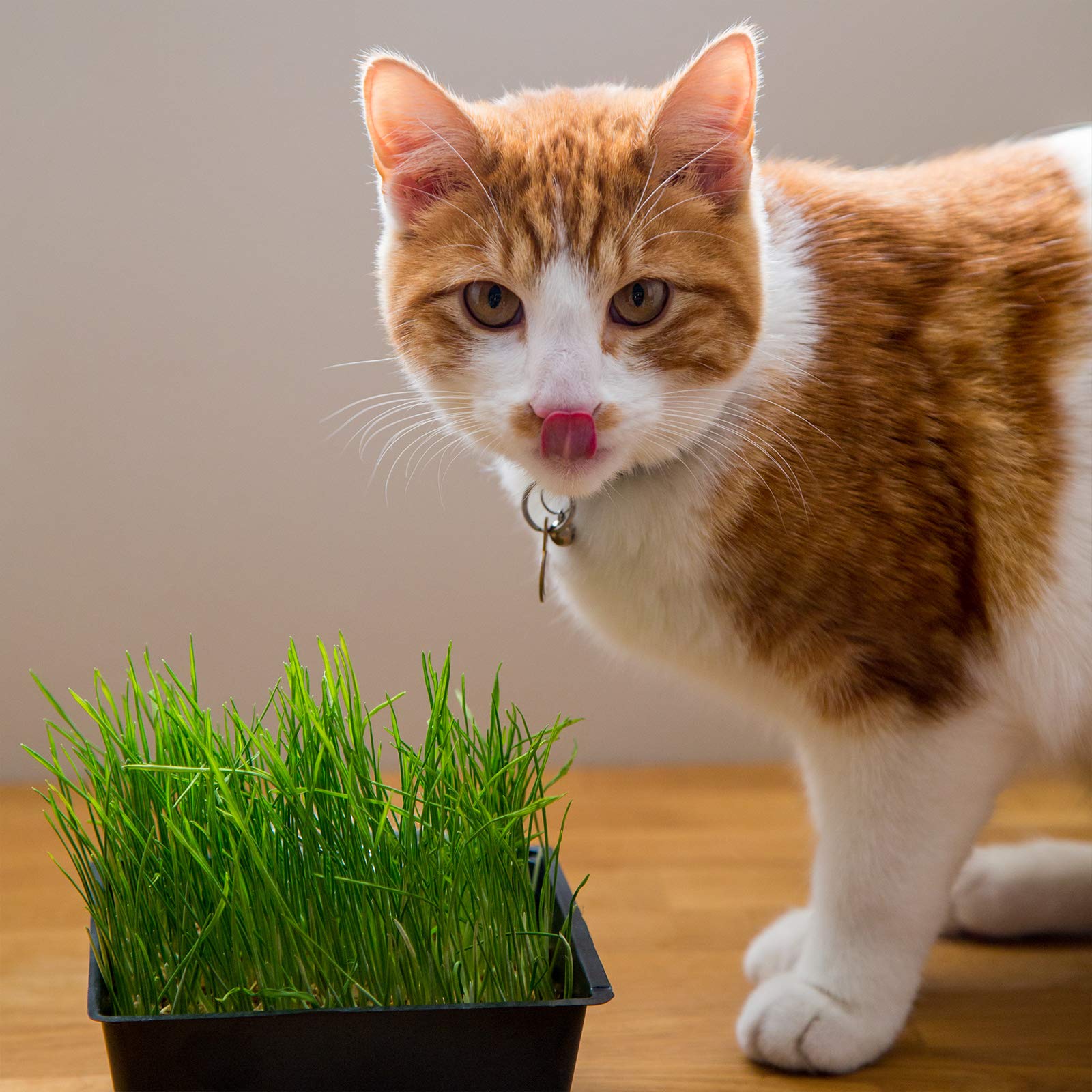 Handy Pantry Cat Grass Kit harvest-ready cat grass for snacking.